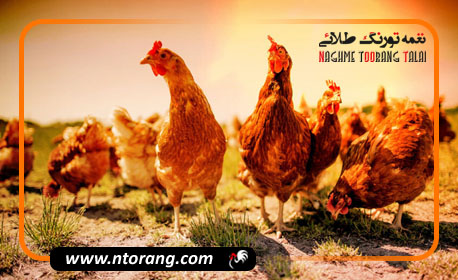 روش های درمان استرس گرمایی در طیور